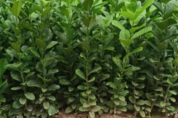 佛手盆栽的养殖方法，花盆深度在三十五厘米左右