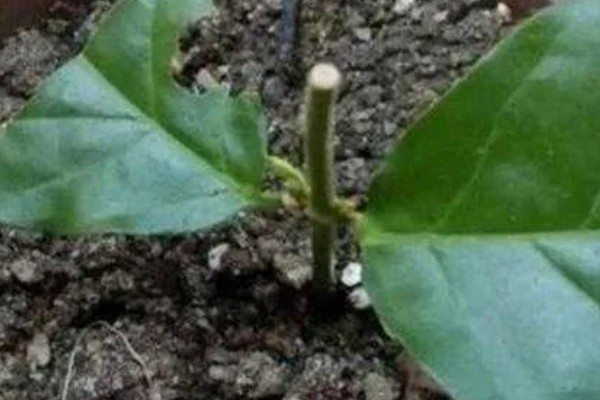 佛手盆栽的养殖方法，花盆深度在三十五厘米左右