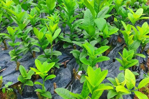 佛手盆栽的养殖方法，花盆深度在三十五厘米左右