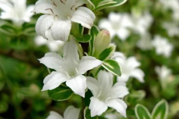 六月雪的花语,寓意纯洁、梦境等