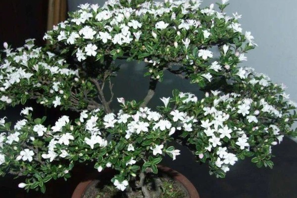 六月雪的花语,寓意纯洁、梦境等