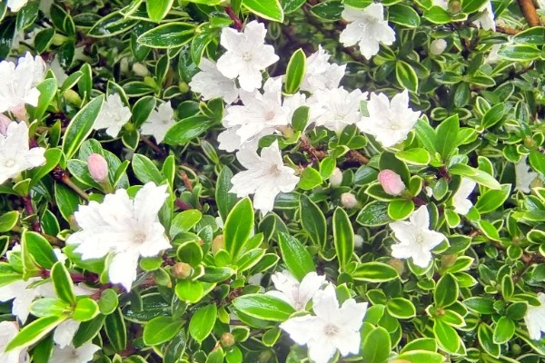 六月雪的花语,寓意纯洁、梦境等