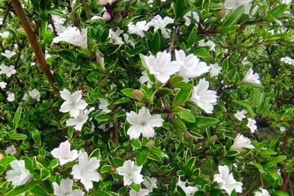 六月雪的花语,寓意纯洁、梦境等