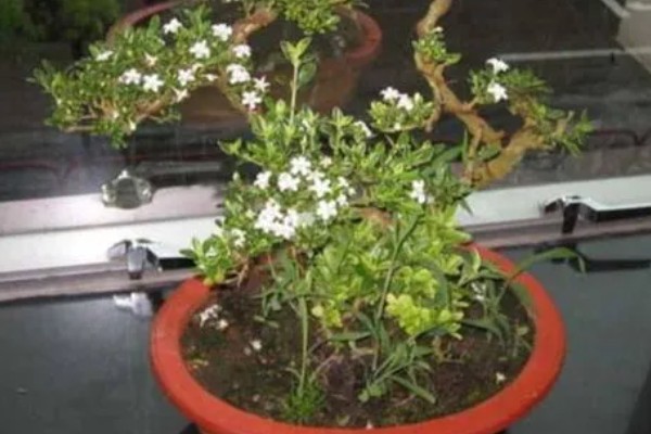 六月雪的花语,寓意纯洁、梦境等