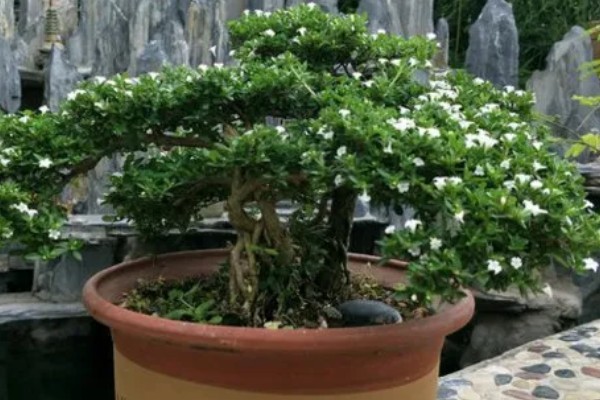 六月雪的花语,寓意纯洁、梦境等