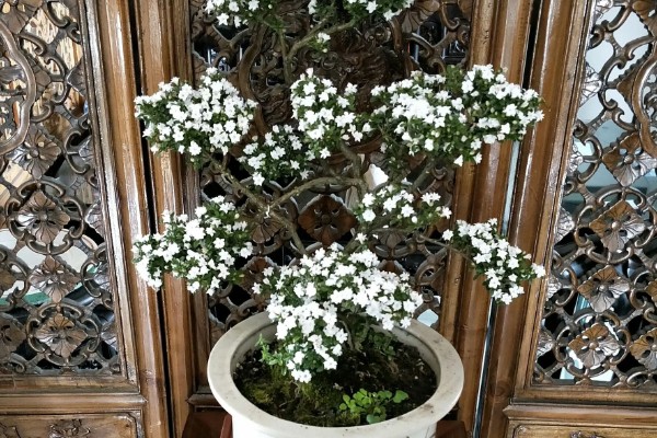 六月雪的花语,寓意纯洁、梦境等