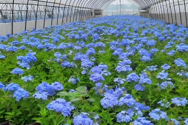 哪些花卉是蓝色，常见蓝雪花、龙胆花等品种