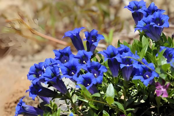 哪些花卉是蓝色，常见蓝雪花、龙胆花等品种