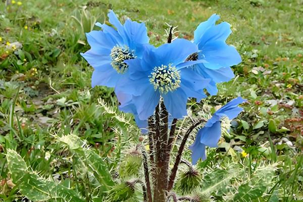 哪些花卉是蓝色，常见蓝雪花、龙胆花等品种