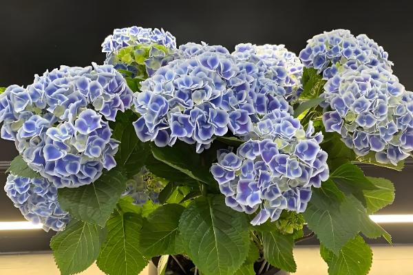 哪些花卉是蓝色，常见蓝雪花、龙胆花等品种