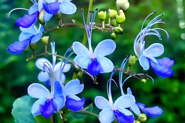 哪些花卉是蓝色，常见蓝雪花、龙胆花等品种