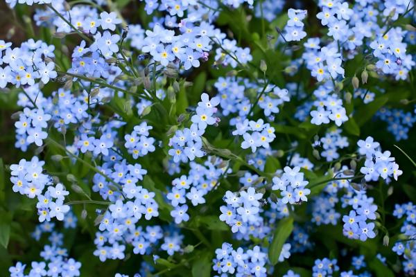 哪些花卉是蓝色，常见蓝雪花、龙胆花等品种