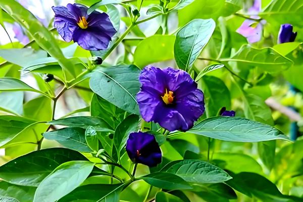 哪些花卉是蓝色，常见蓝雪花、龙胆花等品种