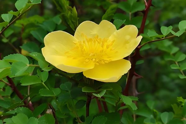 哪些花卉是蓝色，常见蓝雪花、龙胆花等品种