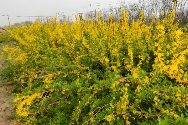哪些花卉是蓝色，常见蓝雪花、龙胆花等品种