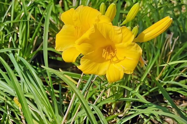 哪些花卉是蓝色，常见蓝雪花、龙胆花等品种