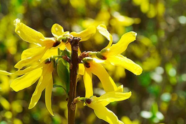哪些花卉是蓝色，常见蓝雪花、龙胆花等品种
