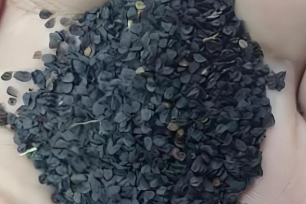 石竹怎么播种,浸种后再撒播