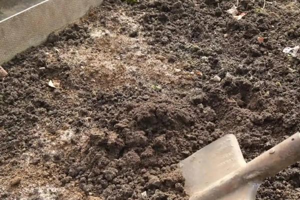 石竹怎么播种,浸种后再撒播