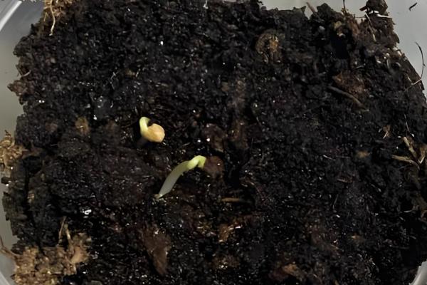 石竹怎么播种,浸种后再撒播