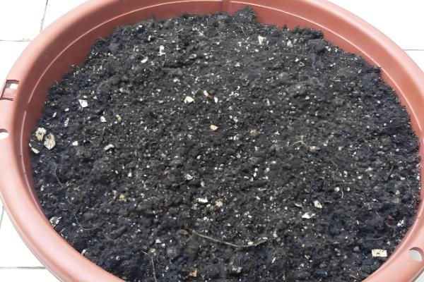 石竹怎么播种,浸种后再撒播