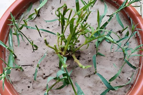 石竹怎么播种,浸种后再撒播