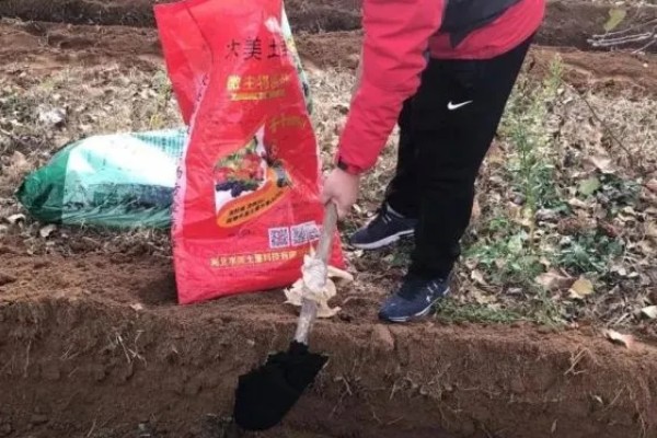 韭菜疫病怎么防治，清除病残体可以减少病源