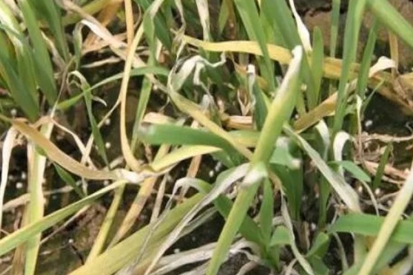 韭菜疫病怎么防治，清除病残体可以减少病源