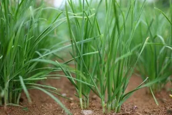 韭菜疫病怎么防治，清除病残体可以减少病源
