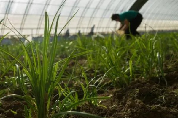 韭菜疫病怎么防治，清除病残体可以减少病源