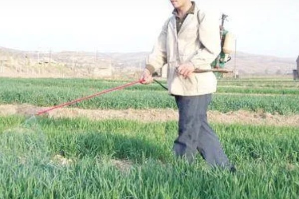 韭菜疫病怎么防治，清除病残体可以减少病源