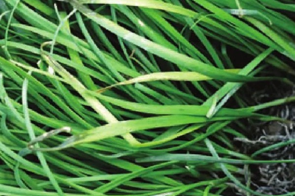 韭菜疫病怎么防治，清除病残体可以减少病源