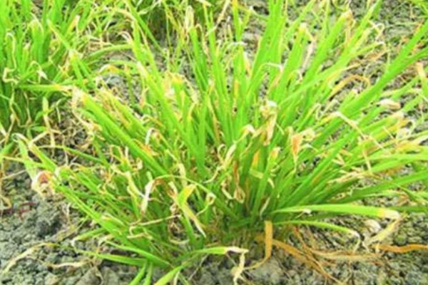 韭菜疫病怎么防治，清除病残体可以减少病源