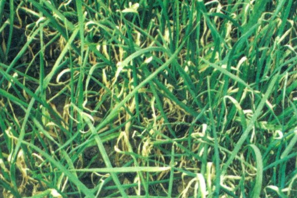 韭菜疫病怎么防治，清除病残体可以减少病源