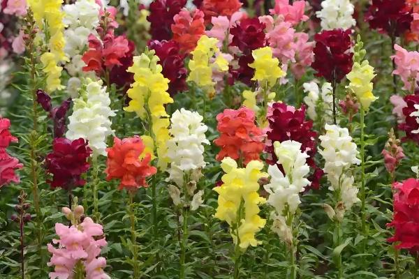 金鱼草的价值，具有观赏、装饰价值