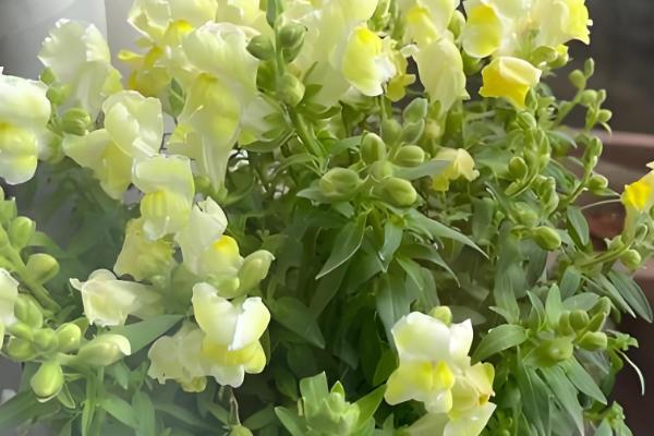 金鱼草的价值，具有观赏、装饰价值