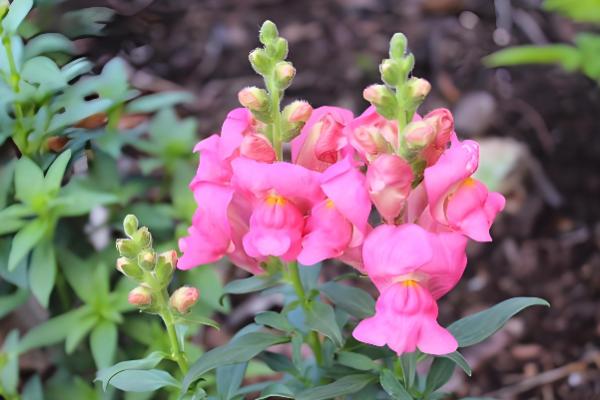 金鱼草的价值，具有观赏、装饰价值