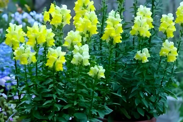 金鱼草的价值，具有观赏、装饰价值