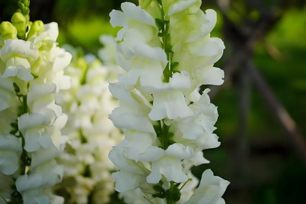 金鱼草的价值，具有观赏、装饰价值