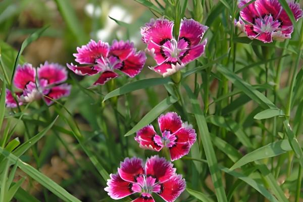 石竹怎么播种,浸种后再撒播