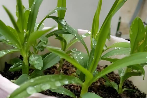 石竹怎么播种,浸种后再撒播