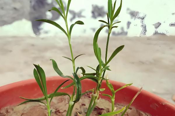 石竹怎么播种,浸种后再撒播