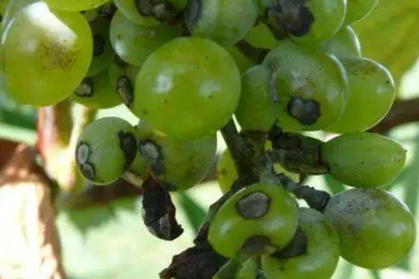 葡萄黑痘病的症状，果面会先出现褐色小圆斑