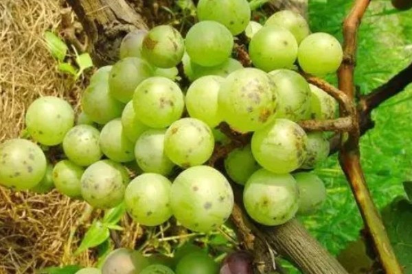 葡萄黑痘病的症状，果面会先出现褐色小圆斑