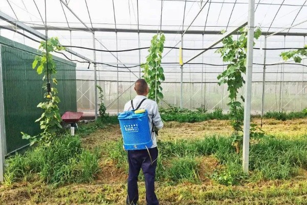 葡萄黑痘病的症状，果面会先出现褐色小圆斑