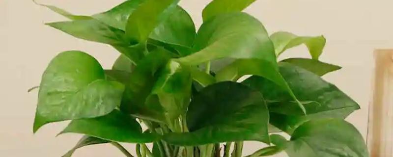 绿萝怎么养殖，每隔3天左右浇一次水