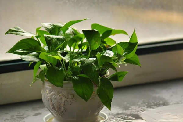 绿萝怎么养殖，每隔3天左右浇一次水