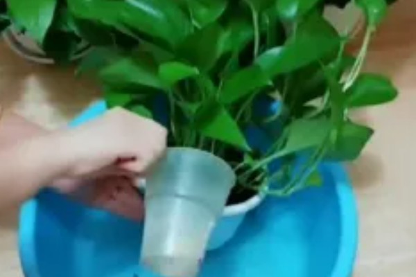 绿萝怎么养殖，每隔3天左右浇一次水