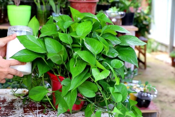 绿萝怎么养殖，每隔3天左右浇一次水