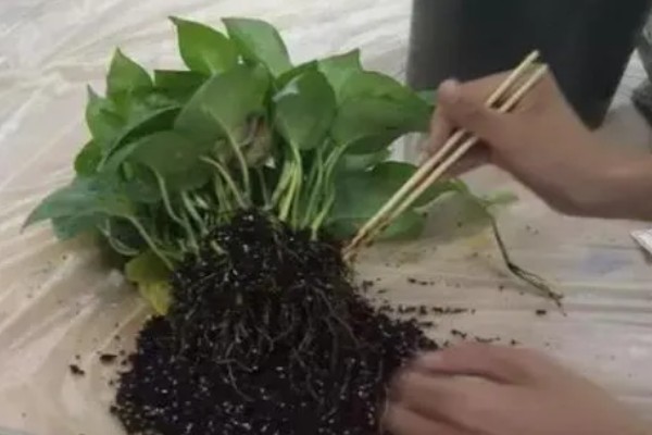 绿萝怎么养殖，每隔3天左右浇一次水